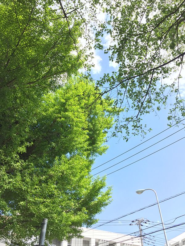 イチョウとサクラ