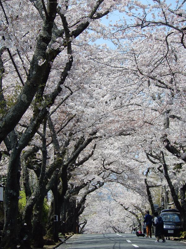 伊豆の桜
