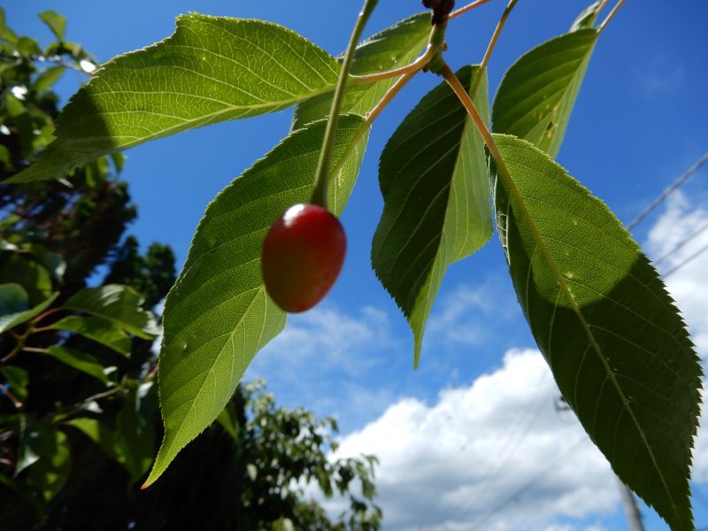 ピント合わない！